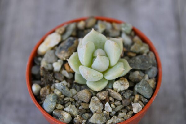 Echeveria 'Clara'