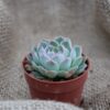 Echeveria 'Iria' - La Boutique del Verde
