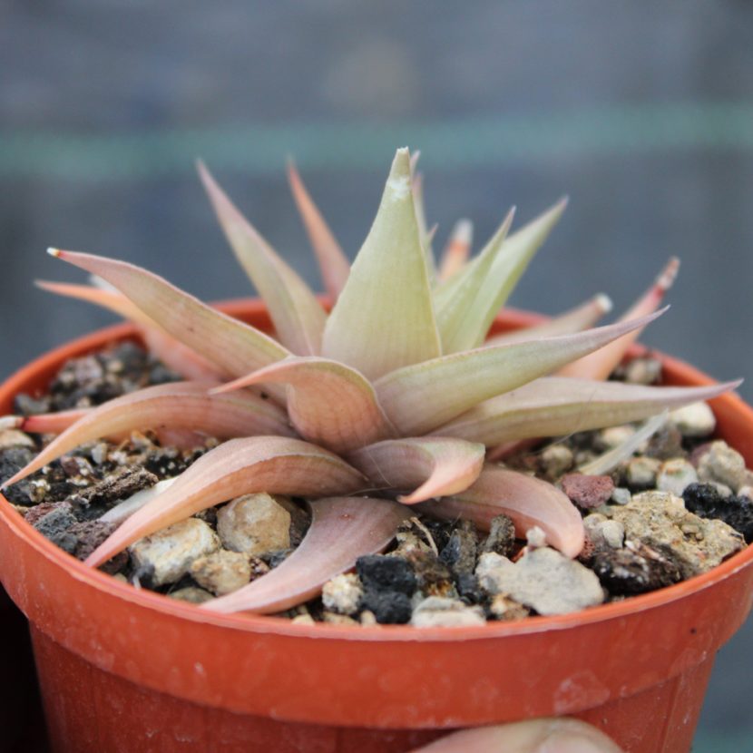 Haworthia limifolia var. ubomboensis - La Boutique del Verde