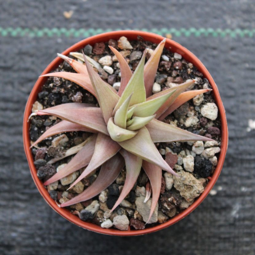 Haworthia limifolia var. ubomboensis - La Boutique del Verde