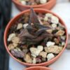 Haworthiopsis nigra - La Boutique del Verde