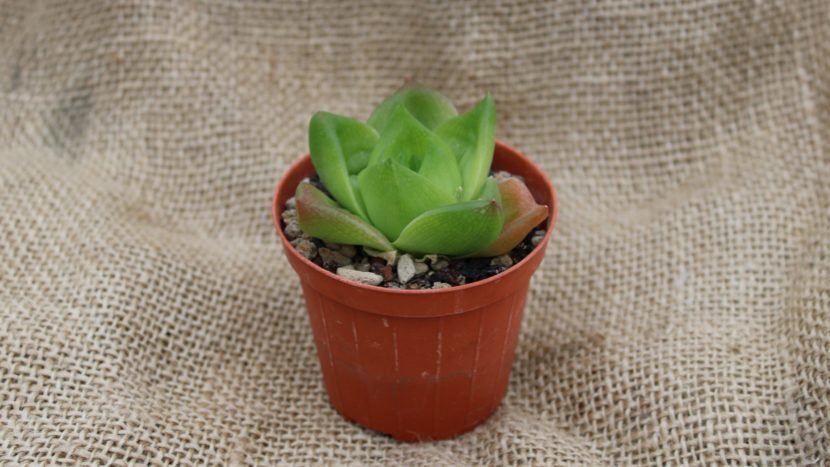 Haworthia planifolia - La Boutique del Verde