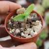 Ledebouria concolor - La Boutique del Verde