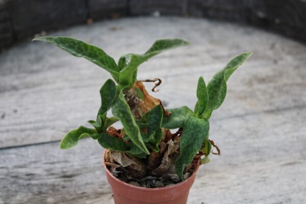 Ledebouria pauciflora - immagine 2