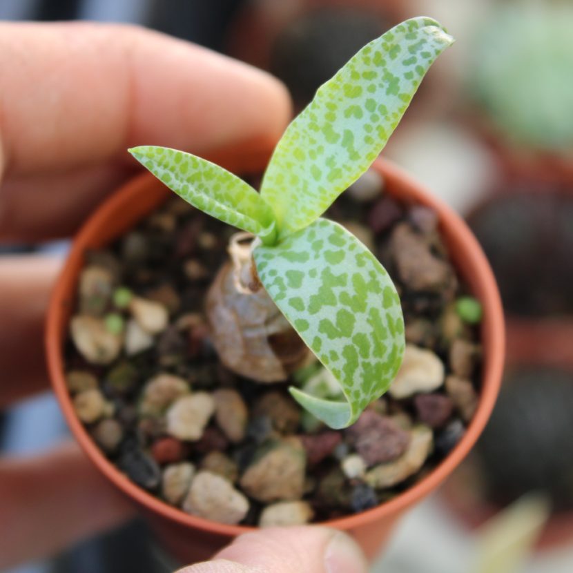 Ledebouria pauciflora - La Boutique del Verde