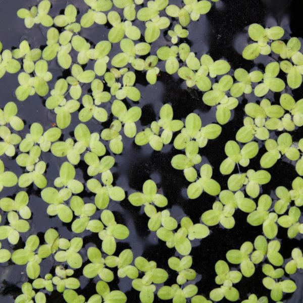 Lemna minor