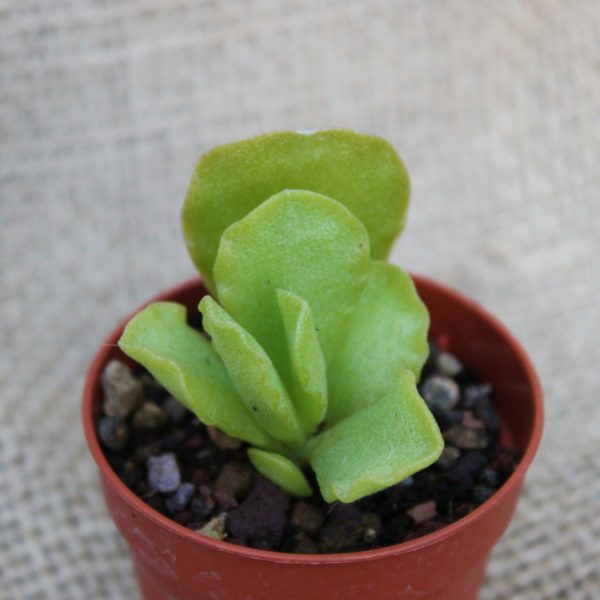 Adromischus cristatus var. zeyheri