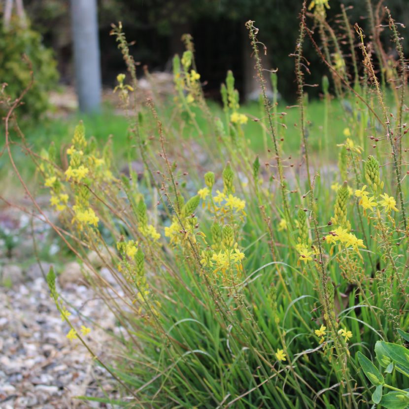 Bulbine frutescens - La Boutique del Verde