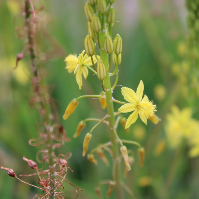 Bulbine frutescens - La Boutique del Verde