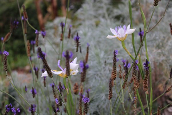 Dietes iridioides
