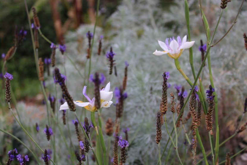 Dietes iridioides