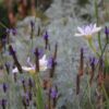 Dietes iridioides
