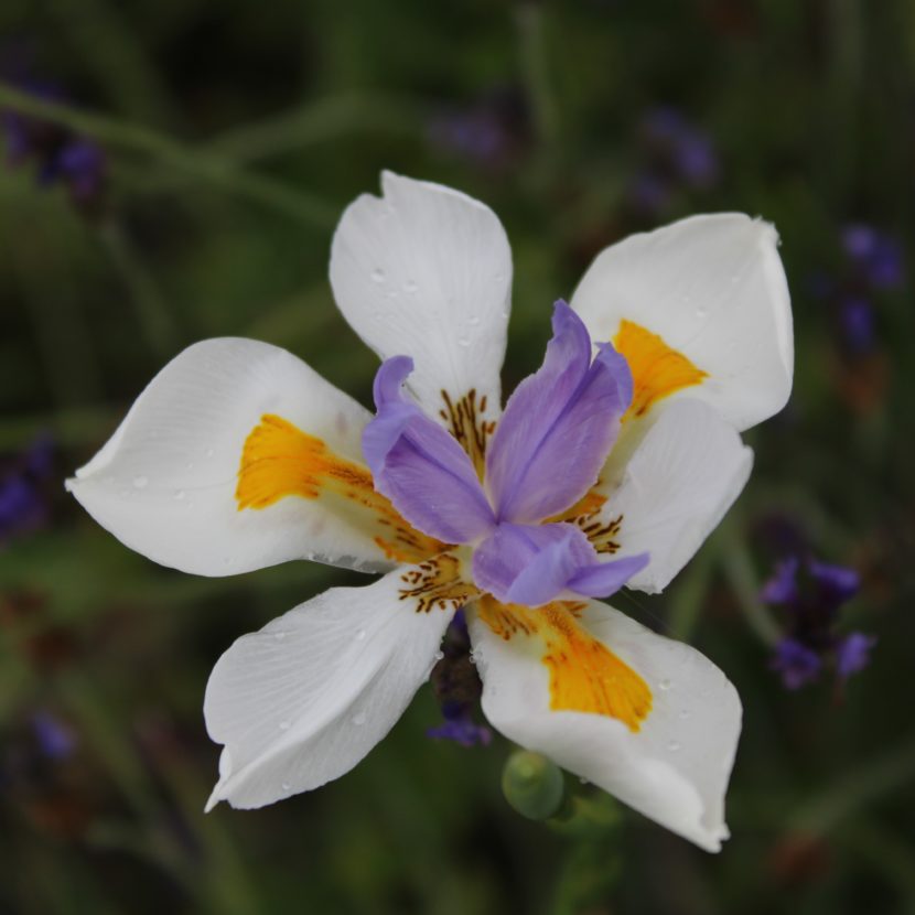 Dietes iridioides