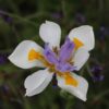 Dietes iridioides