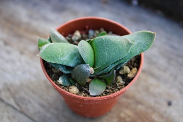 Gasteria glomerata