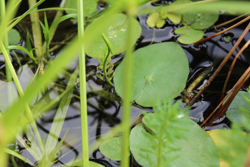 Mini Pond - La Boutique del Verde