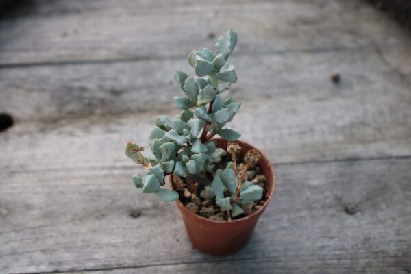Oscularia deltoides - immagine 3