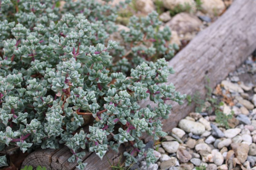 Oscularia deltoides - La Boutique del Verda