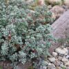 Oscularia deltoides - La Boutique del Verda