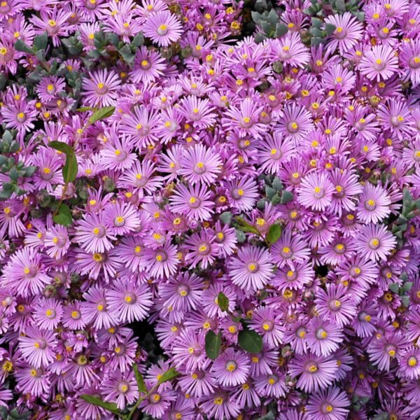 Oscularia deltoides