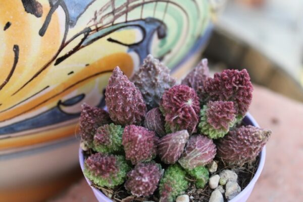 Adromischus marianiae 'Red Coral'