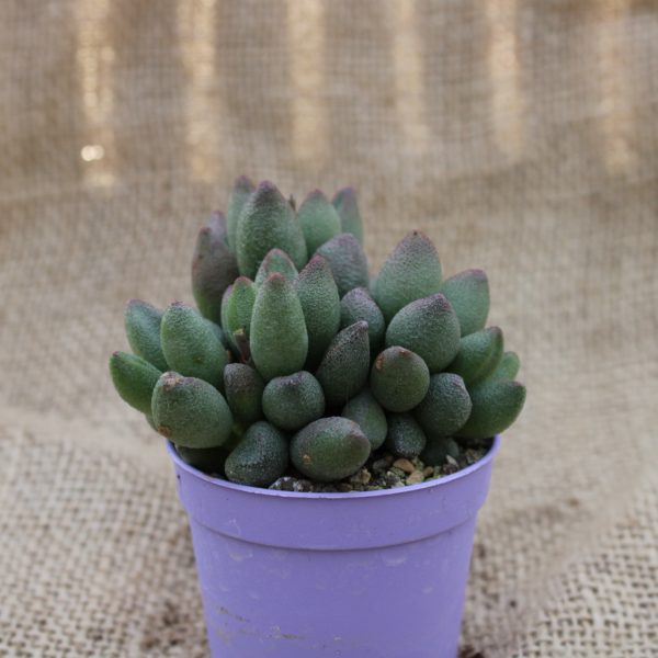 Adromischus marianiae 'Tanqua' - immagine 2