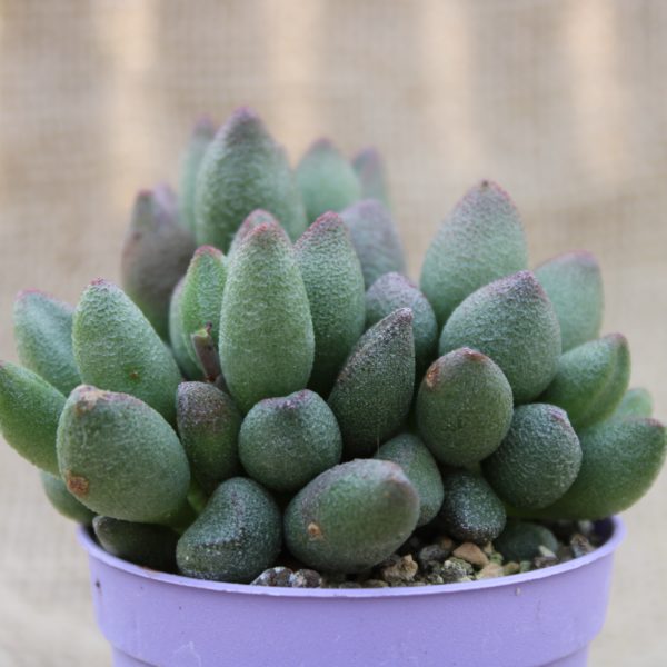 Adromischus marianiae 'Tanqua'