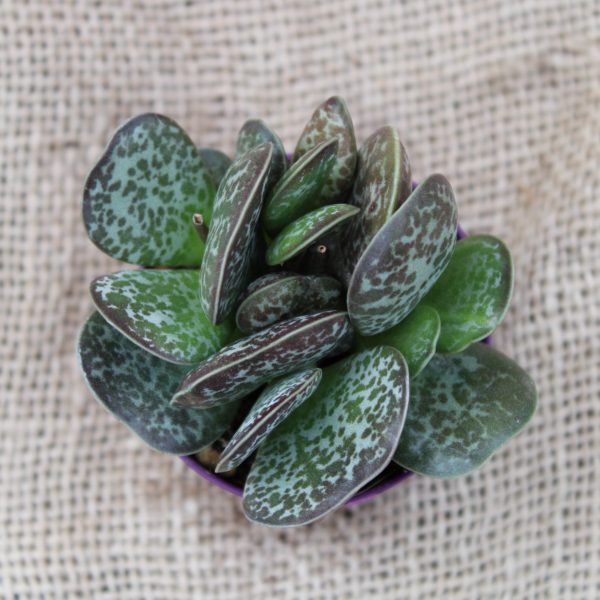 Adromischus rupicola - immagine 2