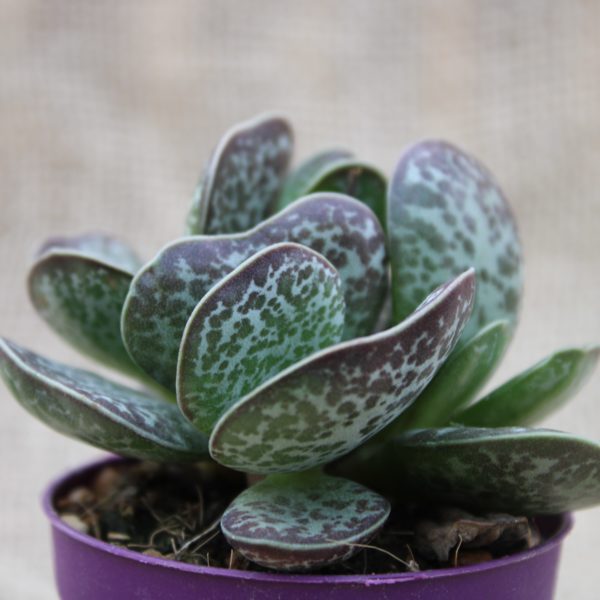 Adromischus rupicola