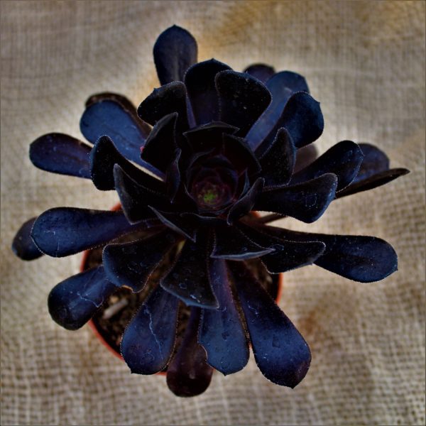 Aeonium 'Black Rose'