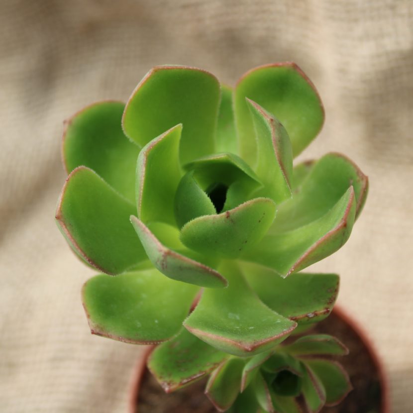 Aeonium balsamiferum - La Boutique del Verde