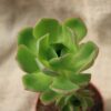 Aeonium balsamiferum - La Boutique del Verde