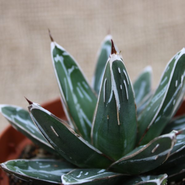 Agave victoriae-reginae