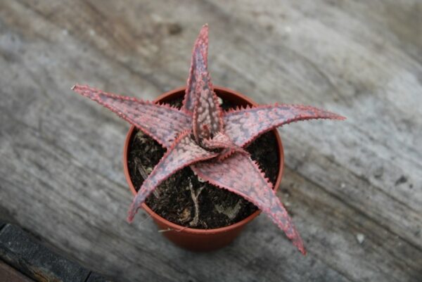 Aloe 'Christmas Carol'