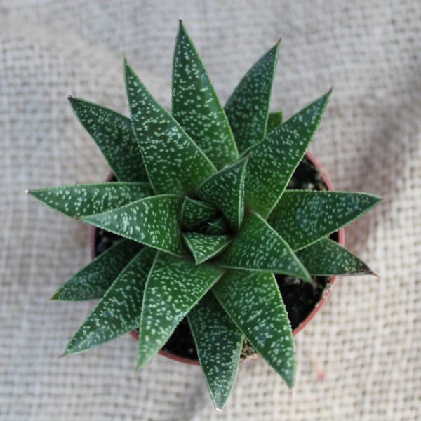 Aloe Flow