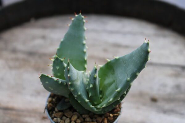 Aloe aculeata