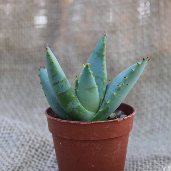 Aloe claviflora