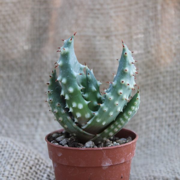 Aloe marlothii - immagine 2