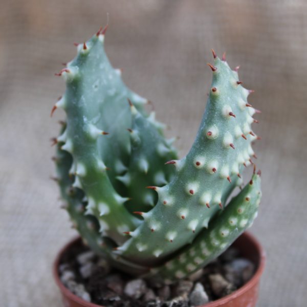 Aloe marlothii