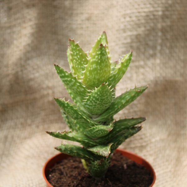 Aloe squarrosa - immagine 2
