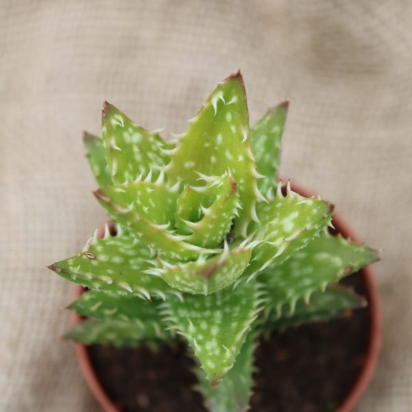Aloe squarrosa