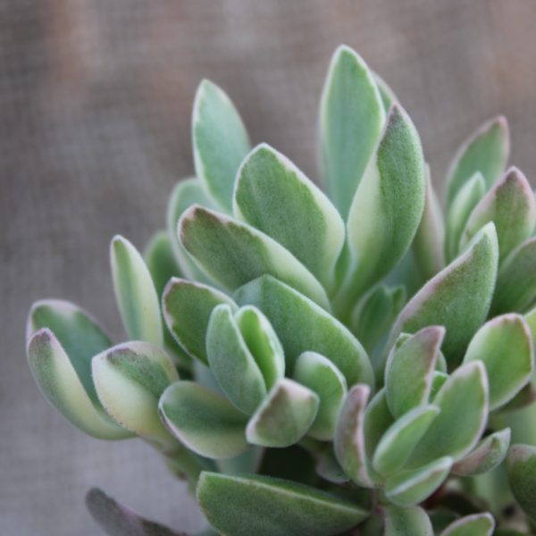 Crassula 'Money Maker' variegata - immagine 2