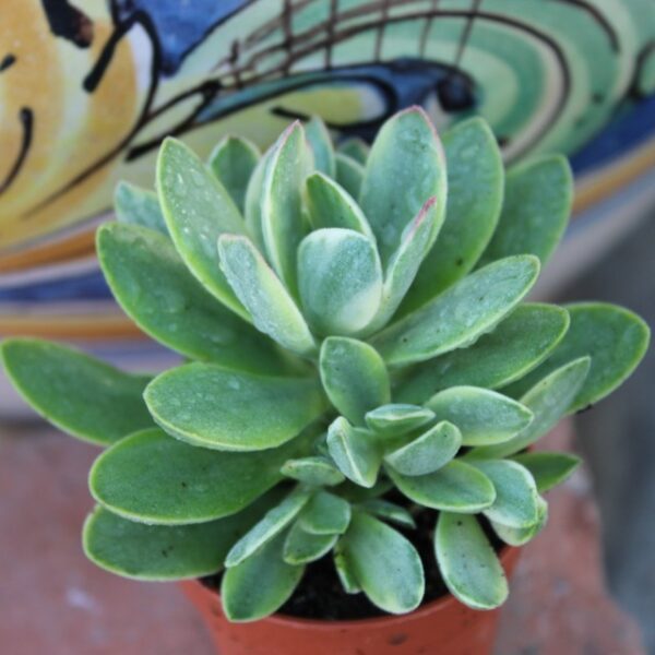 Crassula 'Money Maker' variegata