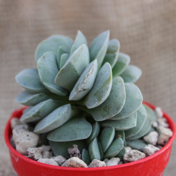 Crassula 'Morgan's Beauty' - immagine 2