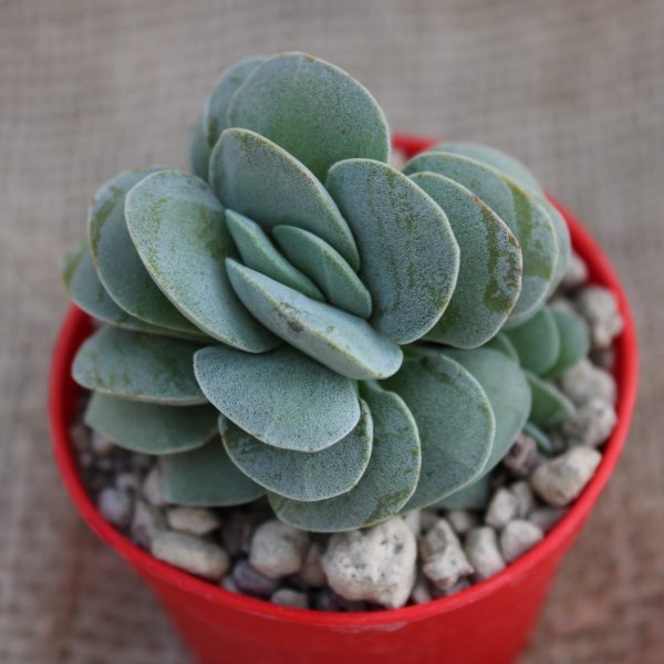 Crassula 'Morgan's Beauty'