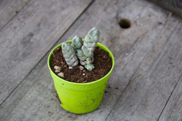 Crassula arta - immagine 2