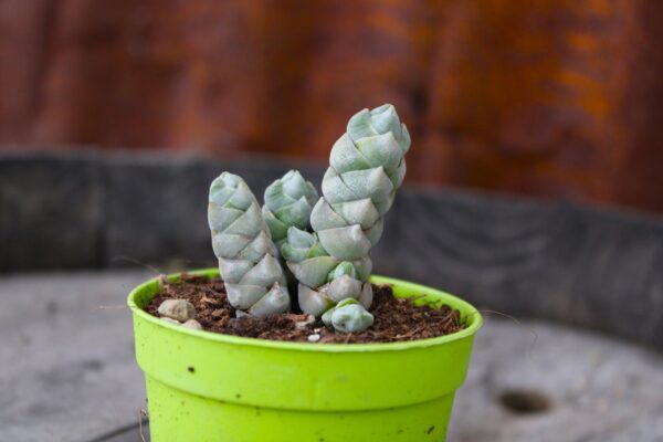Crassula arta