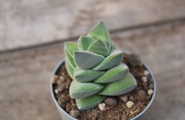 Crassula moonglow