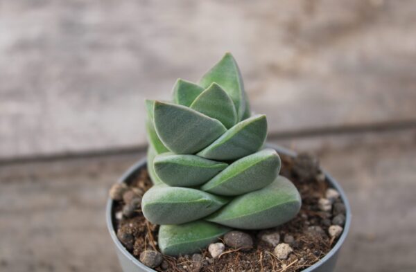 Crassula moonglow - immagine 2