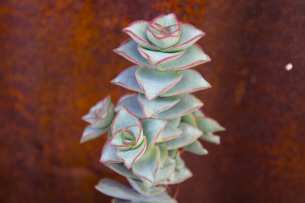Crassula perfossa